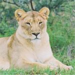 Lioness - Shamwari